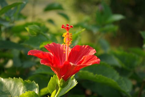 扶桑花顏色|扶桑花(扶桑花):形態特徵,生長習性,地理分布,主要品種,。